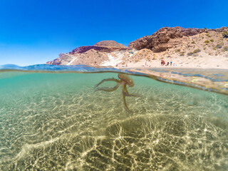 jellyfish in the Mediterranean sea with bathers