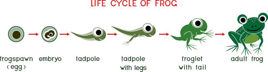Frog life cycle. Sequence of stages of development of cartoon green frog from egg to adult animal isolated on white background with titles
