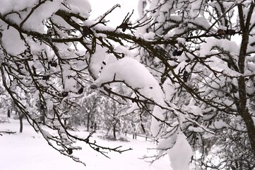 plants in snow and ice in winter