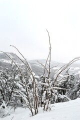 plants in snow and ice in winter