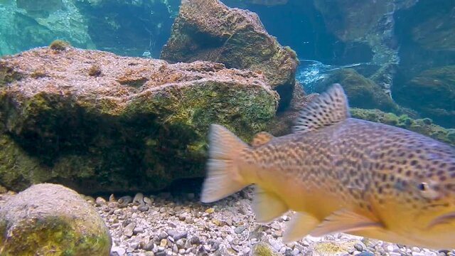 couple brown trout fish spawning in river