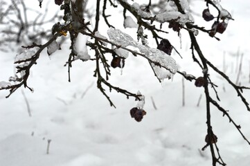 dried plums on branches in ice and snow in winter