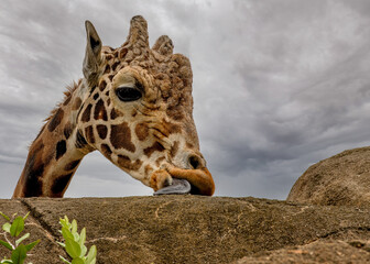 Girrafe Tounge