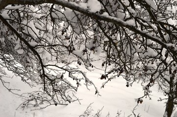 a tree full of plums in ice and snow in winter
