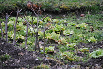 Potager en permaculture, salade en hiver, Jura, Suisse