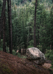 Vertical image of rock in mysterious dark forest. 