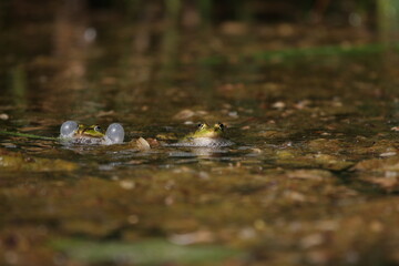 Frosch