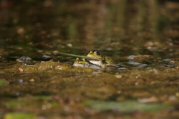 Frosch