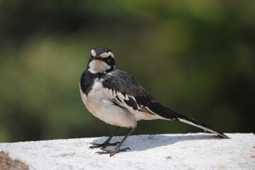 Bergeronnette grise (Motacilla alba)