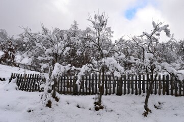 a rural orchard in winter under snow