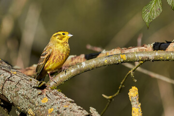 Yellowhammer bird sitting on 
 a branch (Emberiza citrinella)