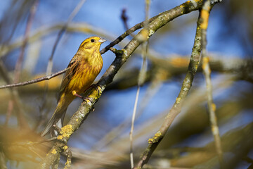 Yellowhammer bird sitting on 
 a branch (Emberiza citrinella)
