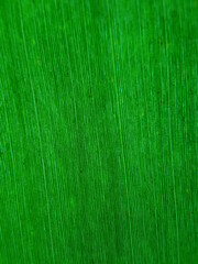 green leaf texture
