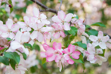 Apple trees in bloom. Blooming apple tree branch. Apple orchard in spring.	
