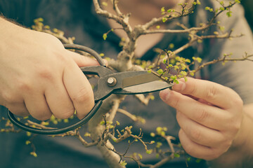 Detalle de manos de hombre, podando un bonsai de la especie Zelkova en primavera