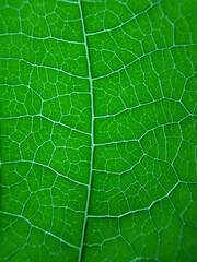 green leaf texture