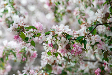 Apple trees in bloom. Blooming apple tree branch. Apple orchard in spring.	
