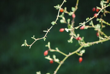  cynorhodon, cynorrhodon, églantier, rosier, fruits, gratte-cul, vitamine C