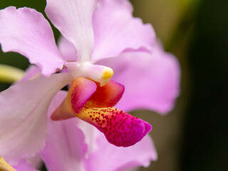 Fiji, Viti Levu. Pink orchid close-up.