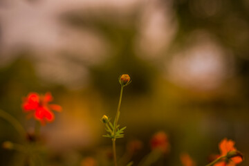 Fauna amaz&oacute;nica peruana