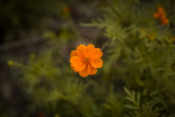 El impresionante río Madre de dios en la selva peruana.