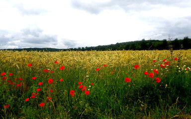 Fototapeta na wymiar Feld und Blumen am Eifelsteig, Etappe 6 von Kloster Steinfeld nach Blankenheim