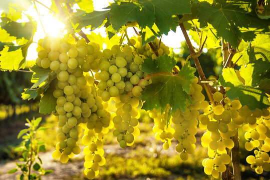 White grapes hanging from lush green vine at vineyard during sunset