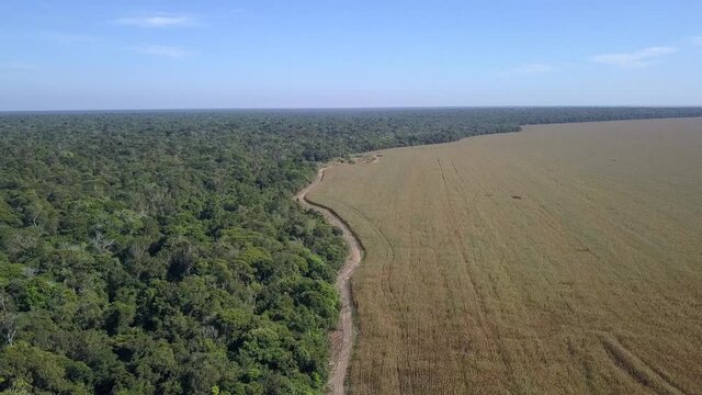 Aerial drone view of the Xingu Indigenous Park territory border and large soybean farms in the Amazon rainforest, Brazil. Concept of deforestation, agriculture, global warming and environment. 4K	