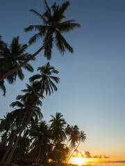 Obraz premium Fiji, Vanua Levu. Beach sunset with palm trees.