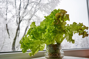 Fresh green lettuce near the window. Snowy winter trees outside. 