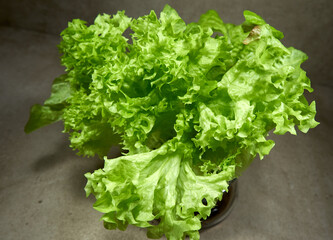 fresh lettuce on a plate in the studio