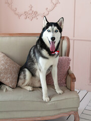 Siberian husky on the couch or sofa pretty dog in room © Liza