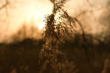 wild grasses, early autumn, sunset in the background