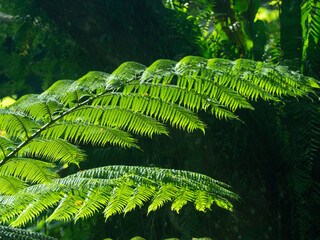 Fiji, Vanua Levu. Green fern.