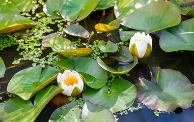 Fototapeta premium Indoor Flower White Water Lily. Beautiful flowers of White Nymphaea alba, commonly called water lily