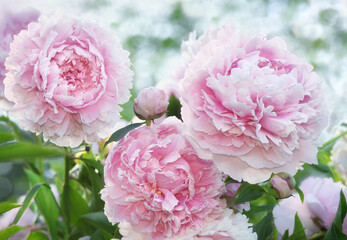 Delicate pink peony close-up on a blurred background with bokeh