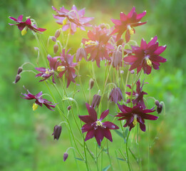 Growing Ranunculaceae. Perennial herbaceous plant Aquilegia vulgaris (Orlik, Aquilegia, Columbine) with purple flowers in the garden on a blurred background of greenery in spring. - obrazy, fototapety, plakaty