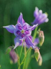 Growing Ranunculaceae. Perennial herbaceous plant Aquilegia vulgaris (Orlik, Aquilegia, Columbine) with purple flowers in the garden on a blurred background of greenery in spring.