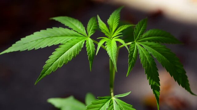 Marijuana or Cannabis green leaf. Hemp plant growing. Medical marijuana sativa or indica. Organic cannabis sprout. Sun rays. Macro close-up on black background.