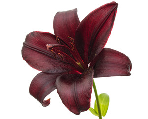 Dark burgundy flower of lily, isolated on white background