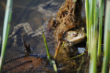 Crapaud endormi et oeufs