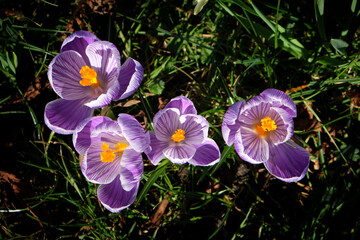 Purple striped crocus vernus 'Pickwick' in flower