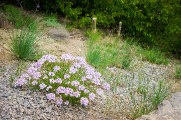 Androsace villosa ssp. taurica, of the family Primulaceae. South-Eastern Crimea. 