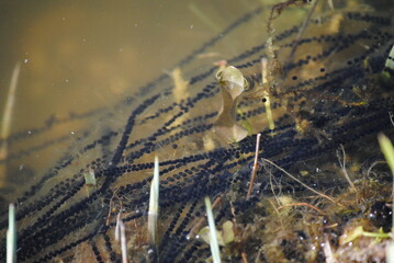 Oeufs de crapauds dans un étang (amphibiens anoures, Bufonidae) au printemps en chapelets