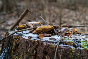 Еру tree stump in a winter forest, covered with moss, fungi (Polypore) and snow.