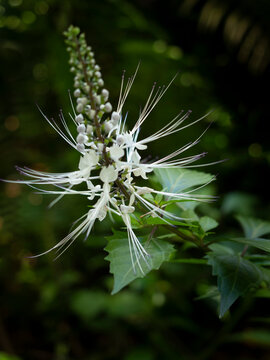 Fiji, Taveuni Island. Cat Whiskers (Orthosiphon aristatus) or Java Tea flower.