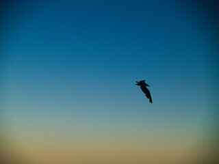 Flying bird silhouette on sunset