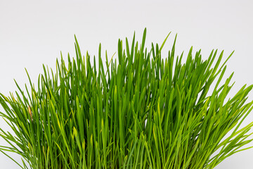 Close-up photography of isolated green grass on the white background.