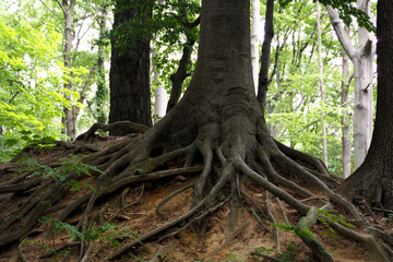 the lower part of an old tree with large roots against the background of other trees on a sunny day . in the forest