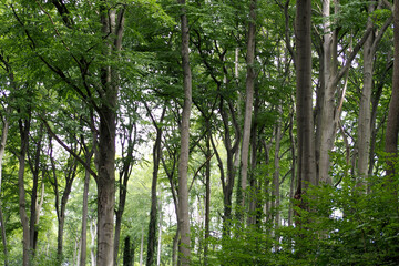 Obraz premium lots of tall trees growing close together side view . forest on a sunny day